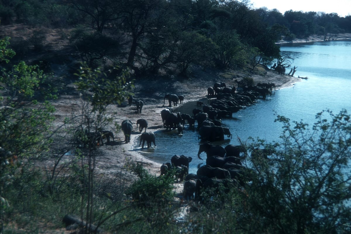Chobe National Park Day Trip